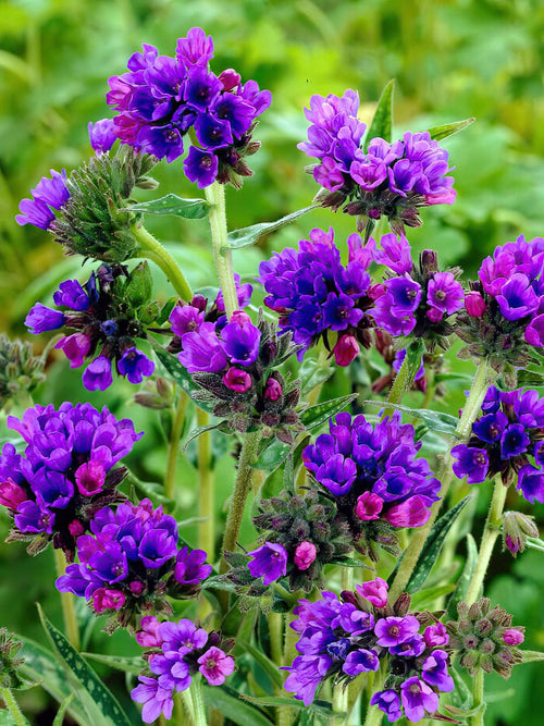 Köp Pulmonaria EB Anderson (lungört)
