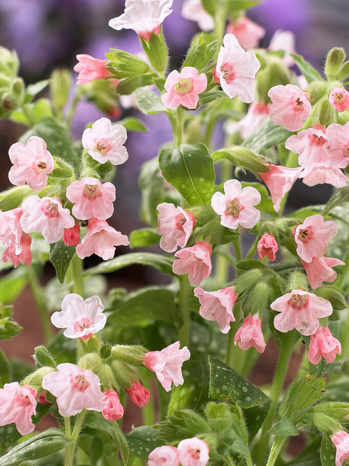 Pulmonaria Piere's Pure Pink (lungört) lättodlade perenner