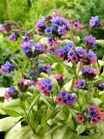 Pulmonaria Silver Bouquet (lungört)