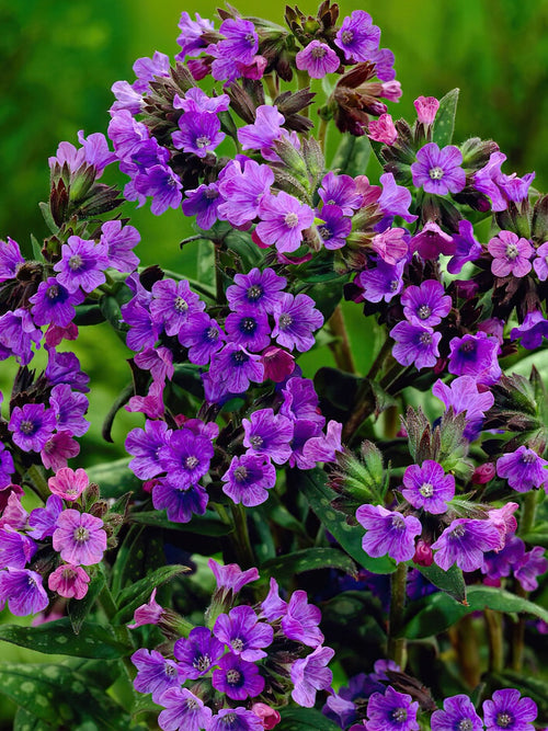 Köp Pulmonaria Smokey Blue (lungört) - barrötter från Holland