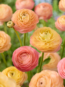 Ranunkel Amandine Peach Salmon