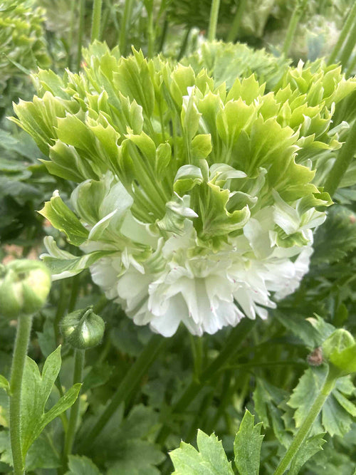Köp Ranunkel Crown Giverny