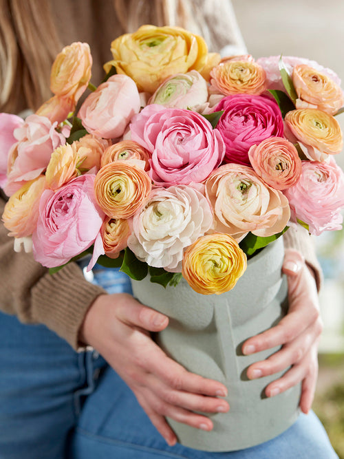 Ranunkel Amandine Pauline Pastel