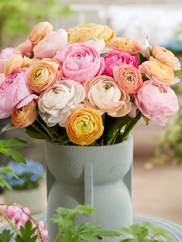 Ranunkel med mjuka rosa och vita blommor