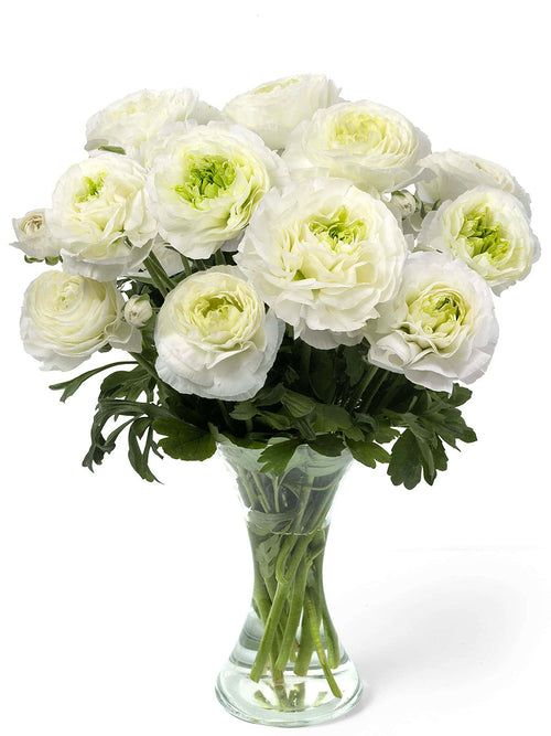 Ranunkel Romance™ Montenvers
