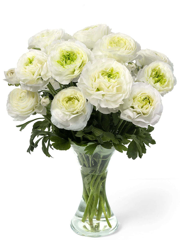 Ranunkel Romance™ Montenvers