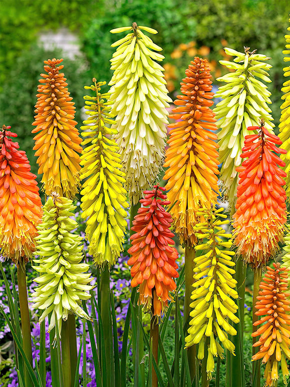 Köp Fackellilja Mix (Kniphofia)