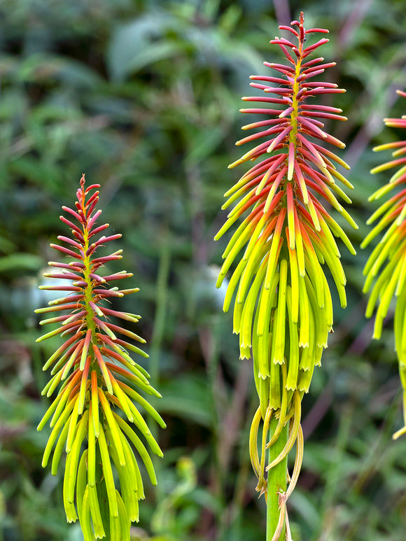 Fackellilja Rufa Rasta (Kniphofia)