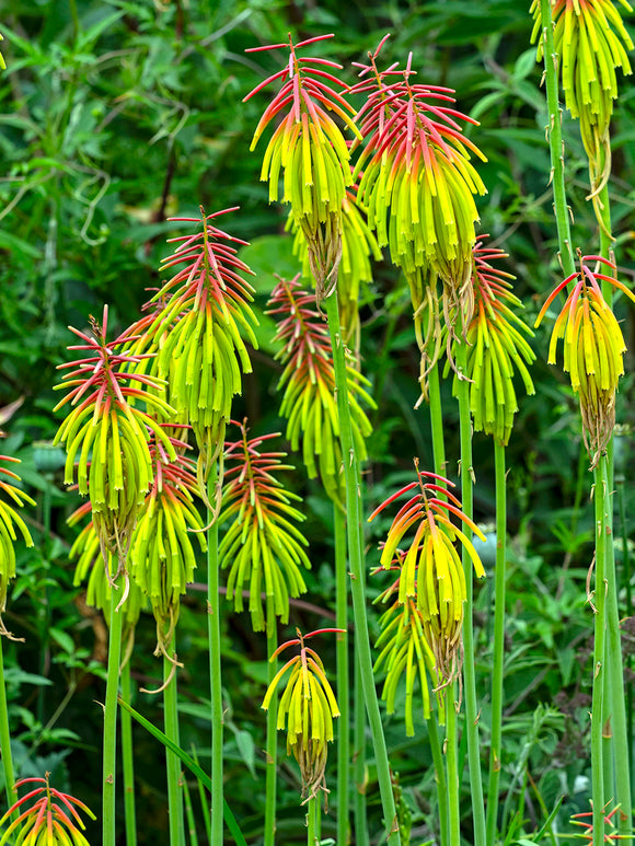 Fackellilja Rufa Rasta (Kniphofia)