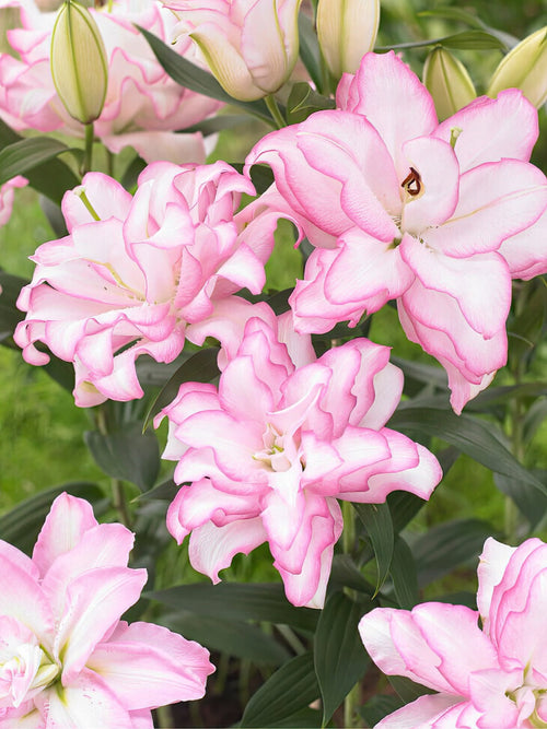 Köp liljelökar online Roselily Anouska