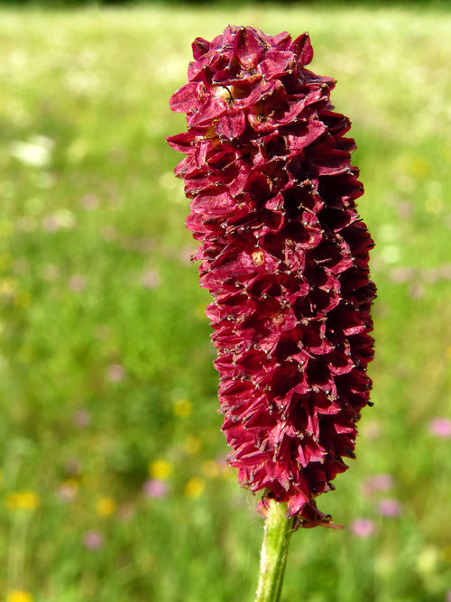 Sanguisorba (Blodtopp)