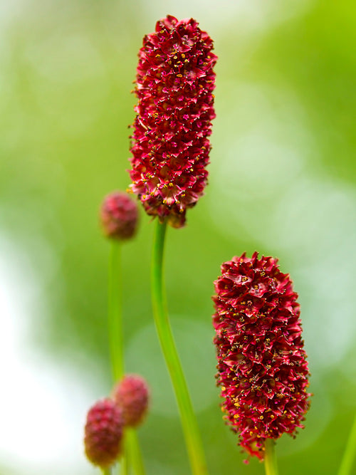 Sanguisorba (Blodtopp)