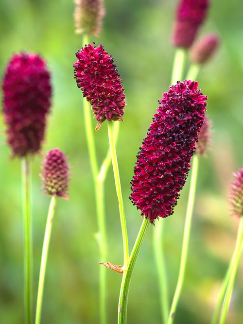 Sanguisorba (Blodtopp)