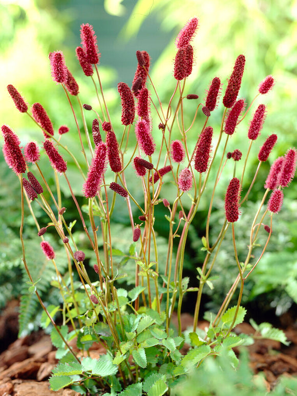 Sanguisorba (Blodtopp)