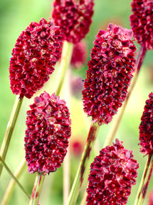 Sanguisorba (Blodtopp)