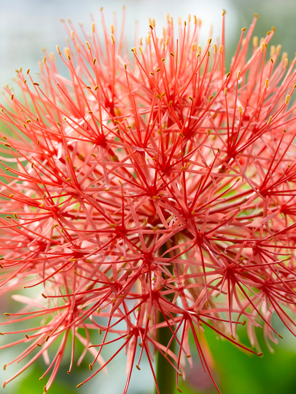Scadoxus Multiflorus (Blodlilja)