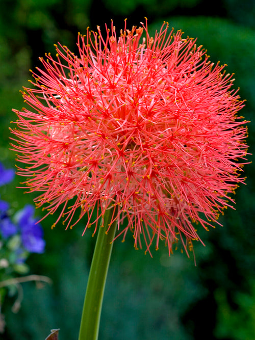 Scadoxus Multiflorus (Blodlilja)