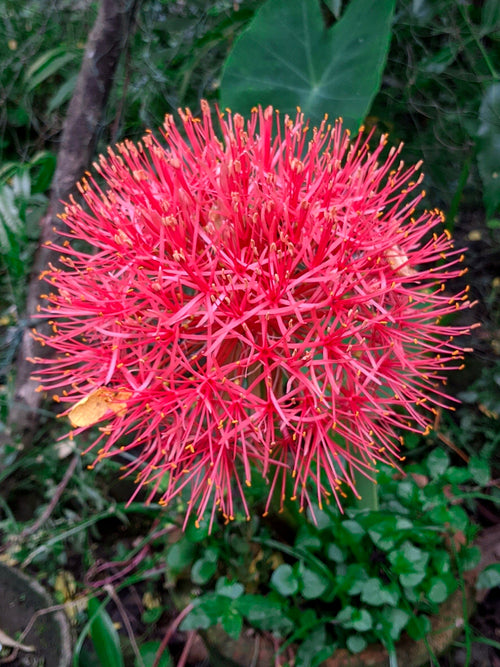 Scadoxus Multiflorus (Blodlilja)