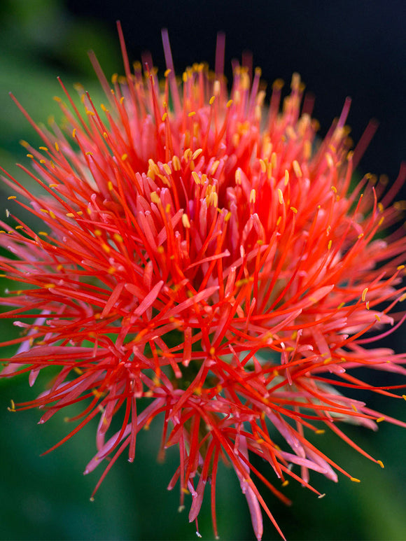 Scadoxus Multiflorus (Blodlilja)