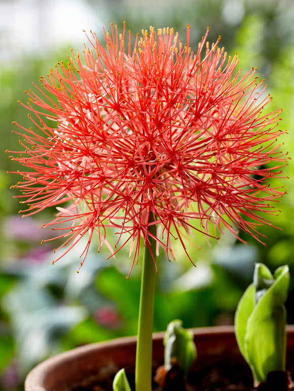 Scadoxus Multiflorus (Blodlilja)