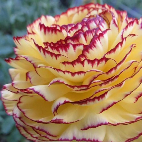 Köp Italiensk Ranunkel Elegance Giallo Striato