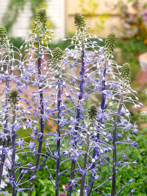 Scilla hyacinthoides ‘Blue Arrow’ planterad i grupp i solig rabatt