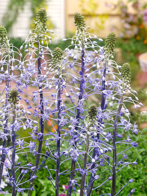 Scilla hyacinthoides ‘Blue Arrow’ planterad i grupp i solig rabatt