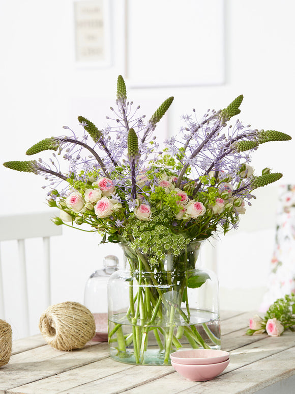 Närbild av stjärnformade blå blommor hos Scilla hyacinthoides ‘Blue Arrow’