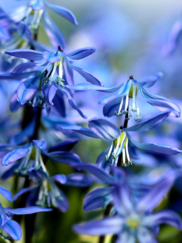 Scilla Siberica (Rysk blåstjärna) | Blomsterlökar från DutchGrown™