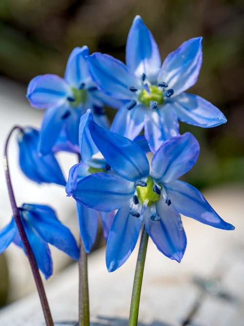 Scilla Siberica (Rysk blåstjärna) | Från DutchGrown™