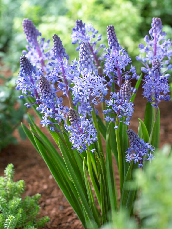 Scilla litardierei med violettblå blommor i sen vår