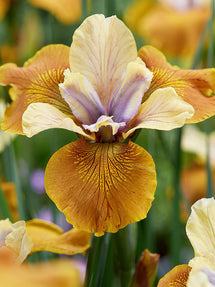 Strandiris Colonel Mustard