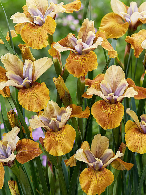 Beställ dina barrotade Iris för leverans under våren!
