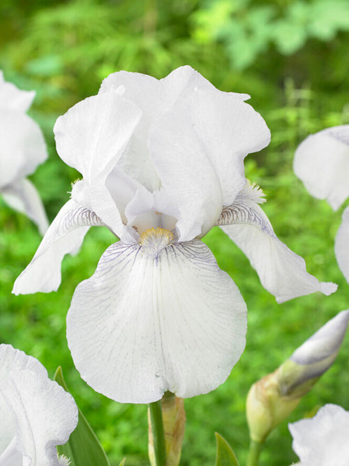 Skäggiris English Cottage (Iris germanica)