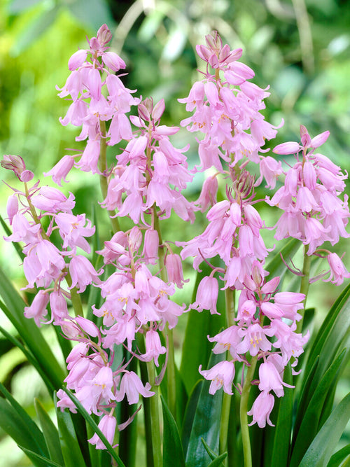 Spansk klockhyacint Dainty Maid Pink | DutchGrown™