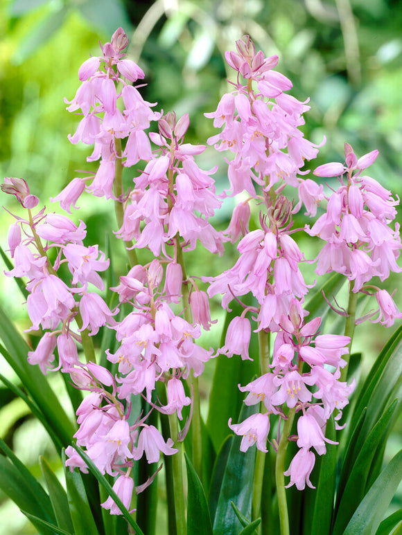 Spansk klockhyacint Dainty Maid Pink | DutchGrown™