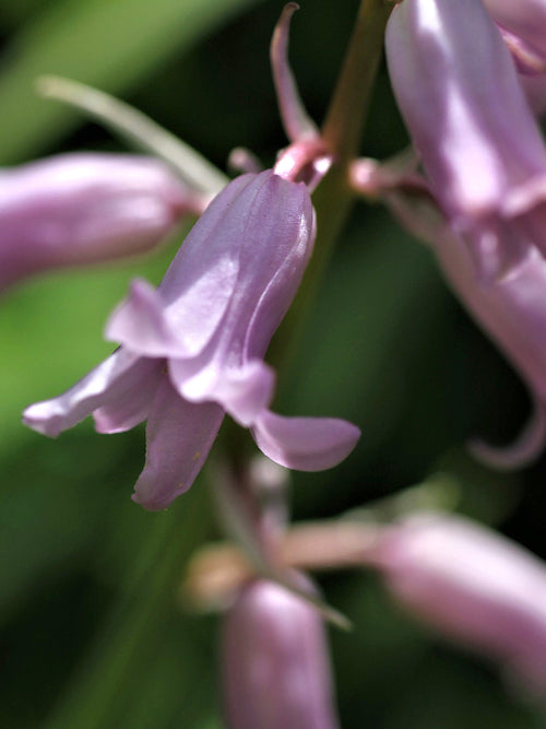 Köp Spansk klockhyacint Dainty Maid Pink | DutchGrown™