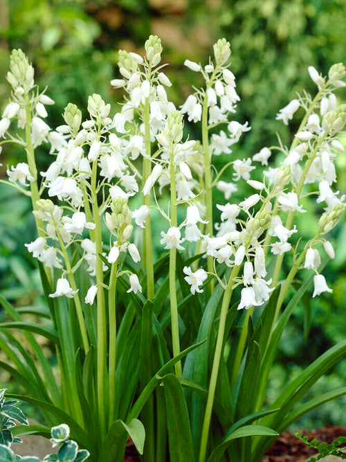 Spansk klockhyacint White City | Från Holland hos DutchGrown™