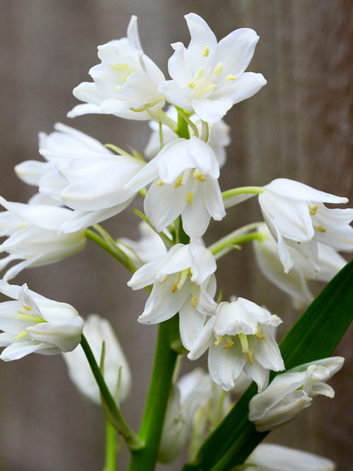 Spansk klockhyacint White City | Från DutchGrown™