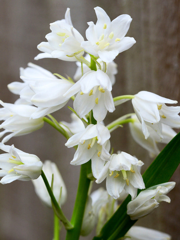 Spansk klockhyacint White City | Från DutchGrown™