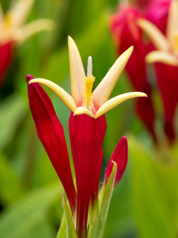 Köp Spigelia marilandica 'Little Redhead', barrot för vårplantering
