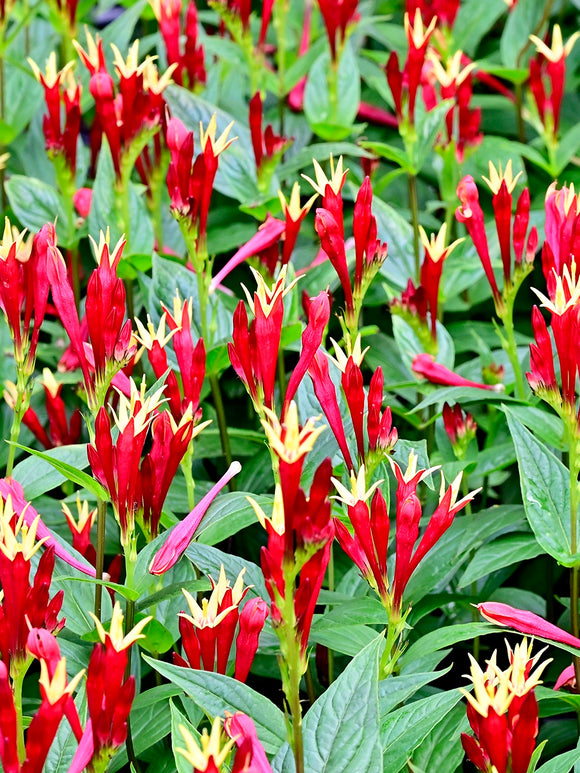 Köp barrot av Spigelia 'Little Redhead' med leverans på våren