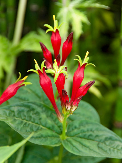 Spigelia 'Little Redhead' (Indian Pink) med scharlakansröda blommor