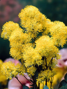 Thalictrum Flavum (Ruta)