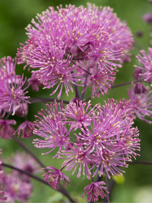 Thalictrum My Little Favourite (Ruta)