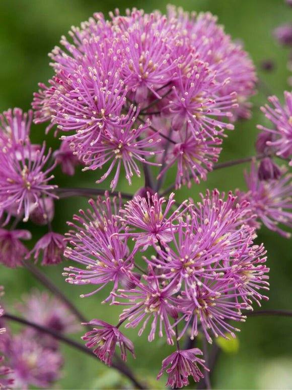 Köp Thalictrum My Little Favourite (Ruta)