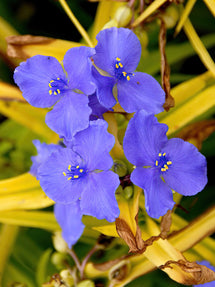 Tremastarblomma Sweet Kate