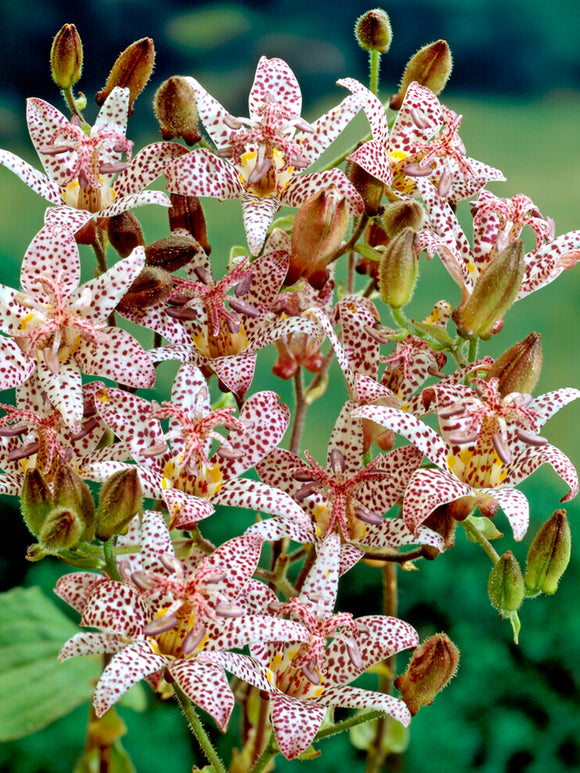 Skugglilja Formosana