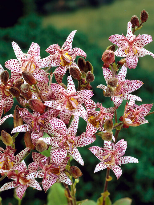 Skugglilja Formosana - odla och plantera i Trädgården