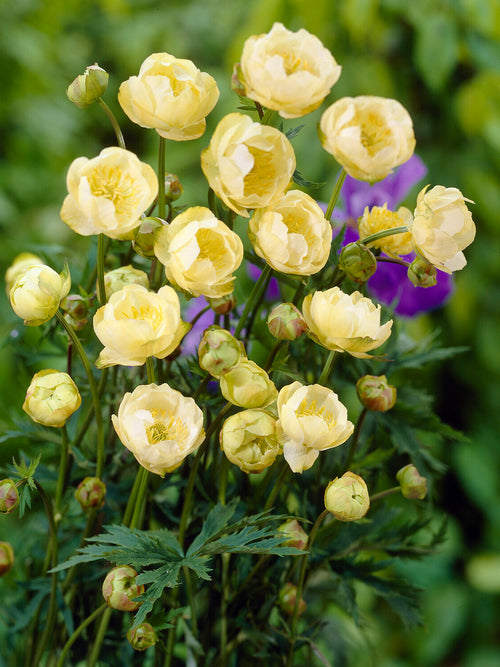 Trollius 'Cheddar' med smörgula blommor